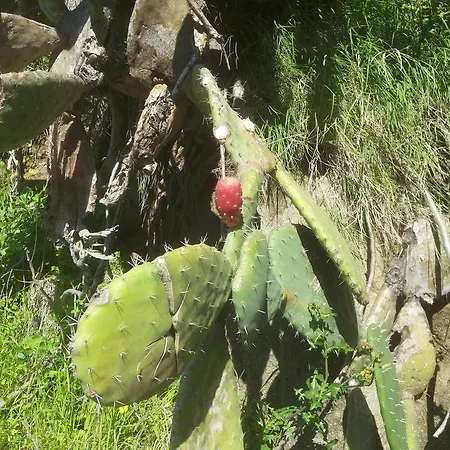 Bed & Breakfast B&B Il Nido